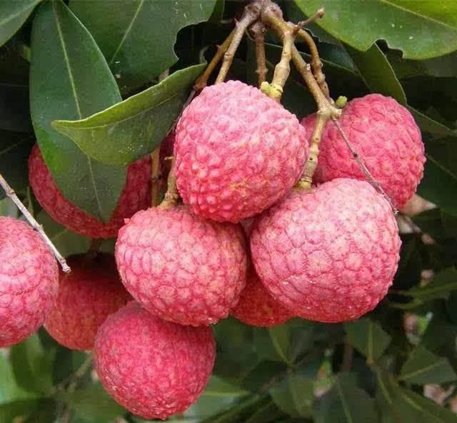 荔枝吃多了会上火?果农告诉我妙招,吃再多都不