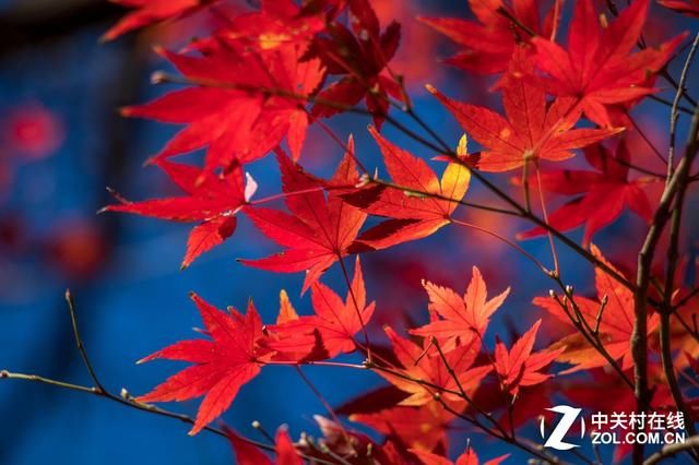 大C游世界 秋季旅拍日本东京的红叶街景