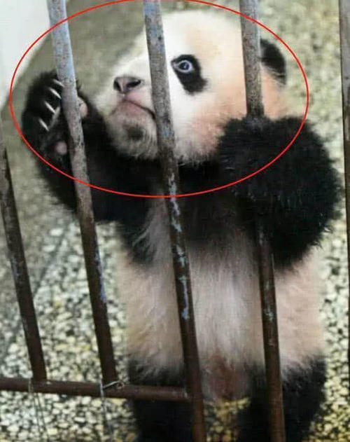 熊猫被奶爸关进监狱,为重生做出这一举动,奶