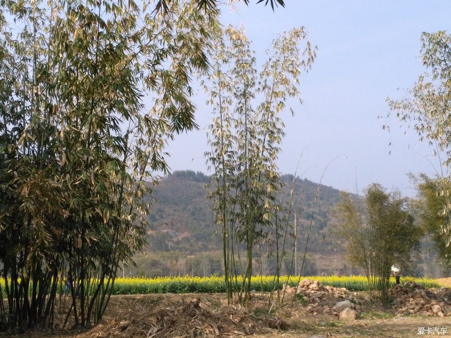 2018年春节粤北韶关赏花，火山上的油菜花 。