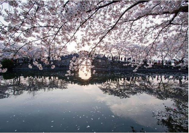 不负春光好时节，全国10大最美赏花地拿走不谢~~