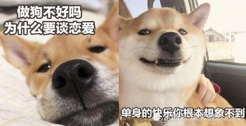 表情狗搞笑单身最丑最搞笑的男人图片图库:我遇见1已很晚,可是我陪图片