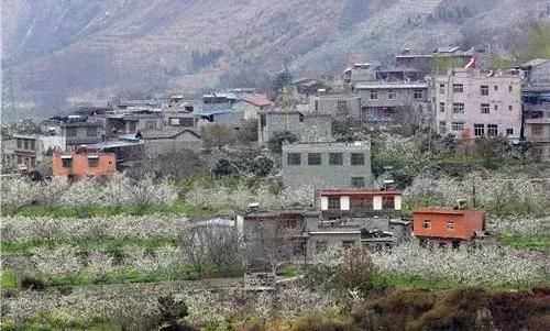 川西规模最大原生态李花观赏地，迎来最后的花期！要去的抓紧！