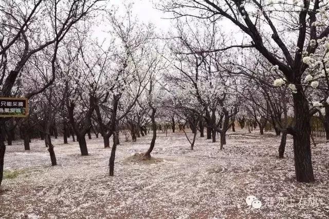 乡约大雁滩，杏好有你来第四届杏花旅游文化节盛大开幕!美好的时