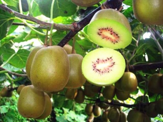 猕猴桃维生素C含量在水果中名列前茅