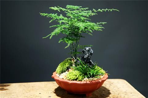 这7种客厅植物，美观又聚财，带来好运气！