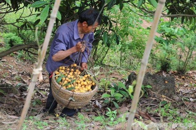 农民大爷卖“多宝”果10元3斤，六棵树收入近6000元