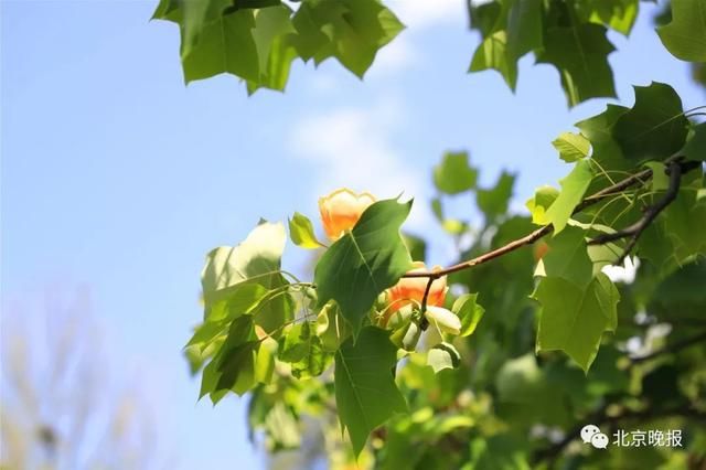 五一北京各景区都人从众?不妨来植物园这条冷