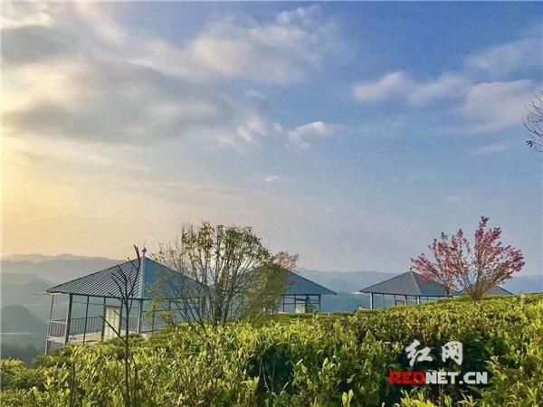 以茶促旅以旅带茶 古丈走出茶旅文化融合发展新模式