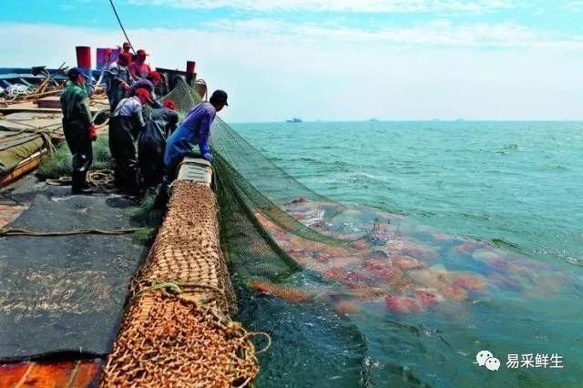 原来我们餐桌上吃的海蜇是这么来的，太不容易了!