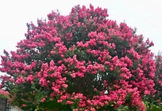 有钱任性！土豪们最爱选的庭院树，你选对了吗？