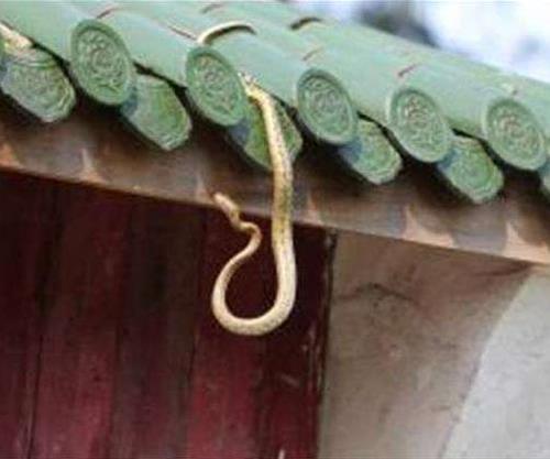 有蛇进家门是什么征兆:好不好该怎么处理