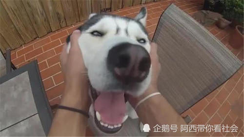 狗类智商排名_狗智商排名(2)