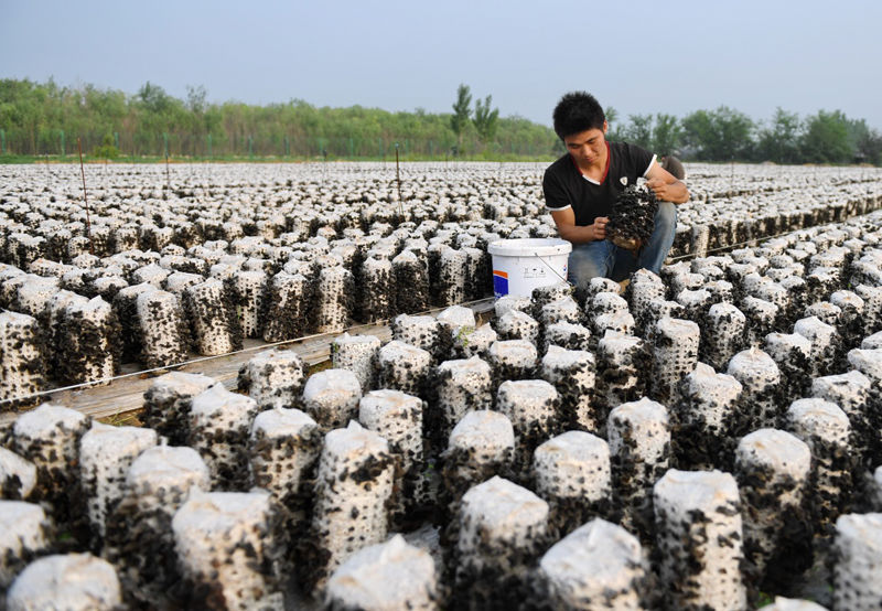 河北辛集:食用菌种植\＂变废为宝\＂效益增