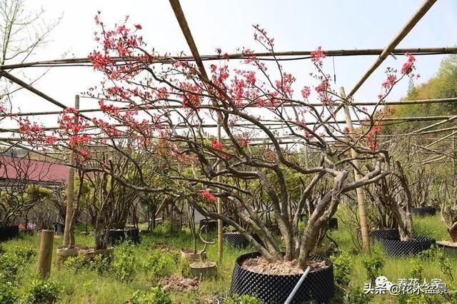 紫阆村人口_三溪村阆苑