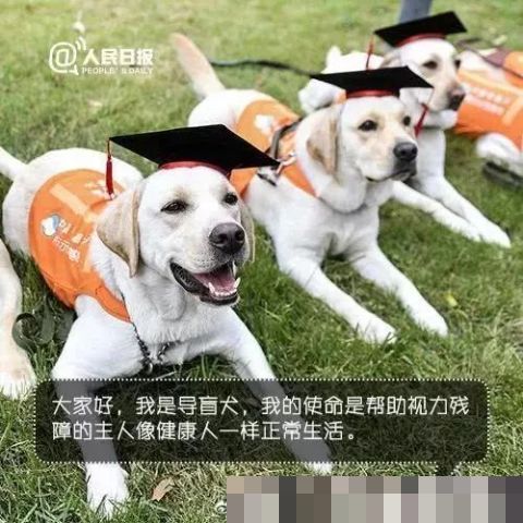 男子地铁不听劝阻多次骚扰导盲犬