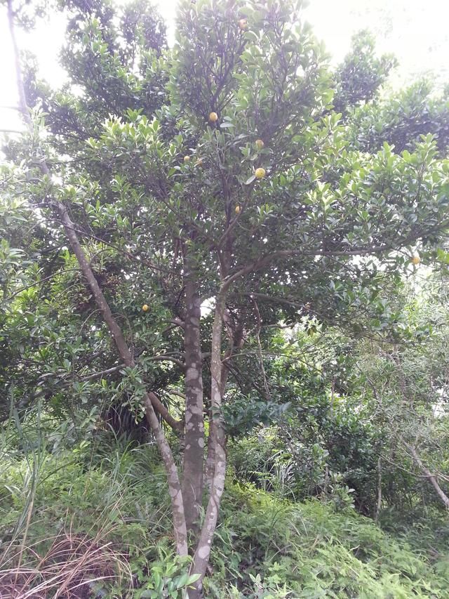 这金黄金黄的野果，你吃过吗