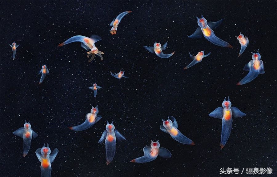 Tim Flach:唤起怜悯之心 充满人性的动物肖像