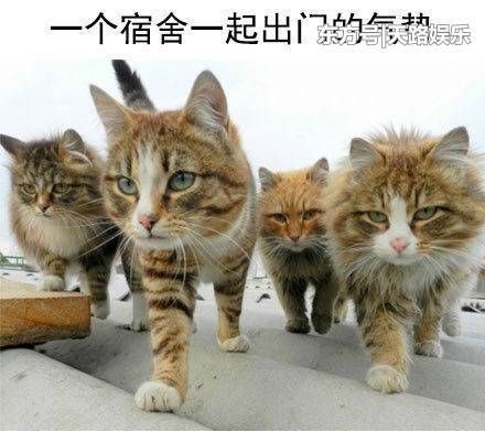 搞笑段子趣图:那些经常发生在宿舍里的故事 ,简