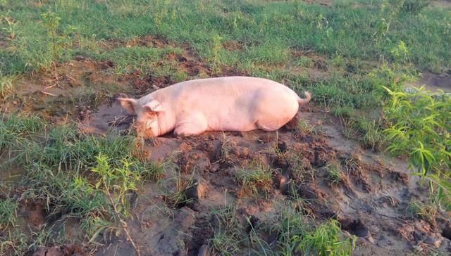 农村生猪养殖新政策