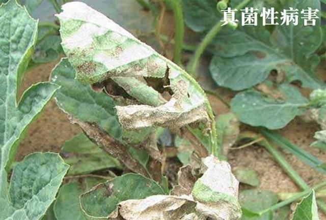 真菌性病害和细菌性病害如何区分?不同病害该