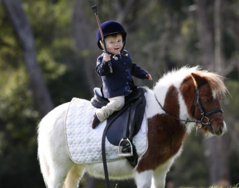 世界上最袖珍的马,三岁小孩都可以骑,身高只有