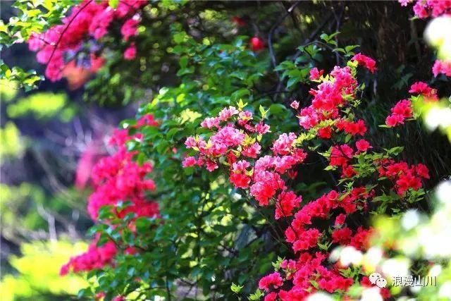 震撼!山川峡谷映山红,绵延数公里!
