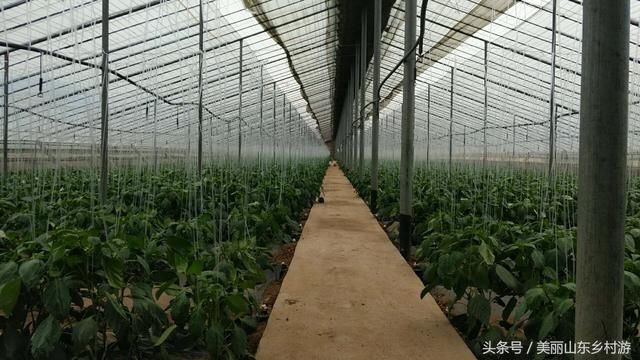 莱芜市高庄街道，缺吃少喝炼芹菜，“明利”蔬菜惹人爱