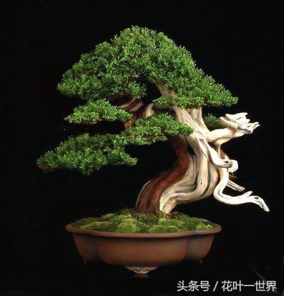 看这些盆景充满“诗情画意”,清秀古雅的风姿令人目不转睛!极美