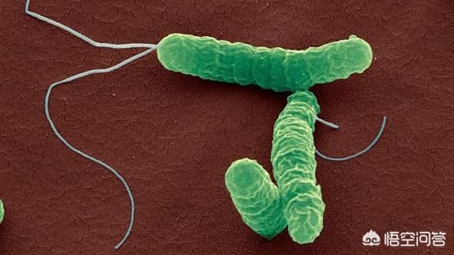 幽门螺杆菌是如何在其他细菌都难以生存的胃酸