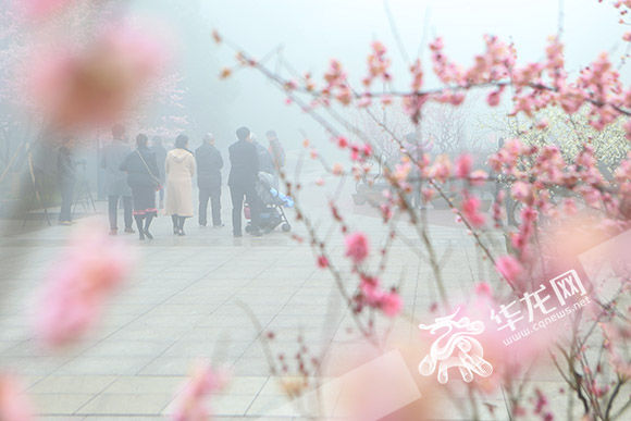 早樱报春引客来 3月南山花成海