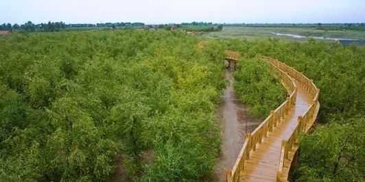 山东省滨州市沾化区,古称招安,中国冬枣之乡