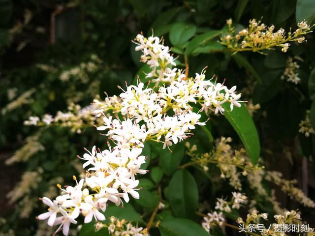 花卉欣赏：暴马丁香，花香扑鼻，寺院多以此替代菩提树