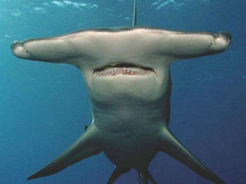 鲨鱼是地球上唯一不患病的生物吗? 科学家: 不