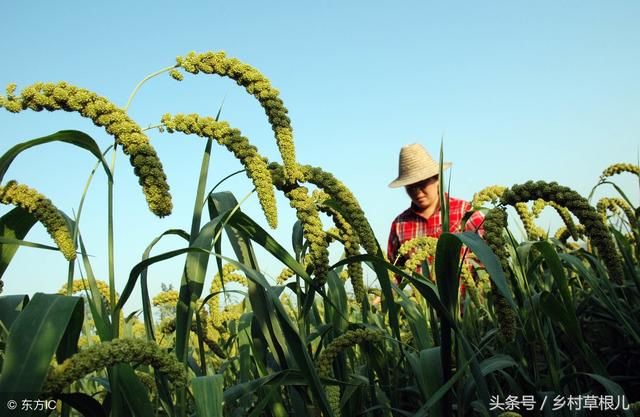 农业粮食补贴发放时间确定，这种情况下领不到补贴！快看有你吗？