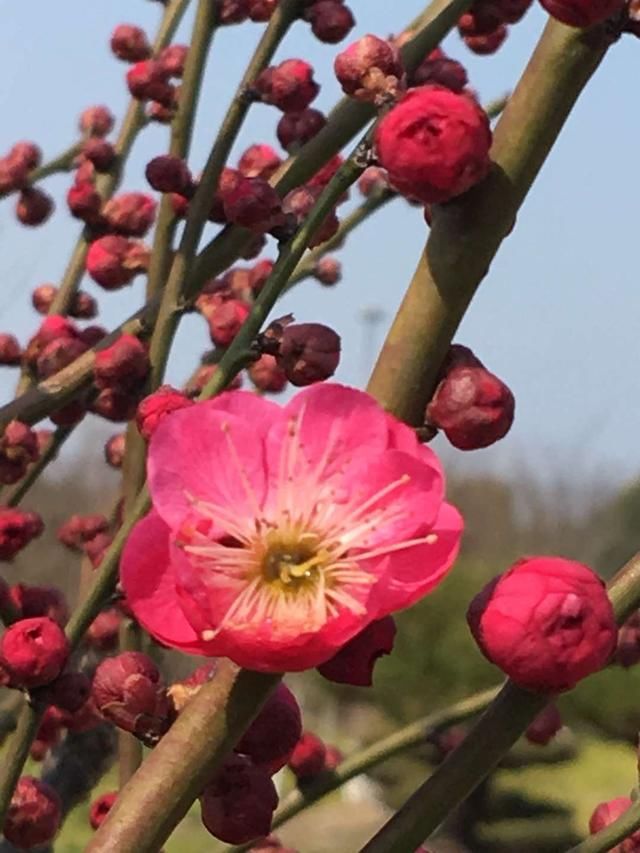 过年赏梅正当时，到上海这里是个好地方