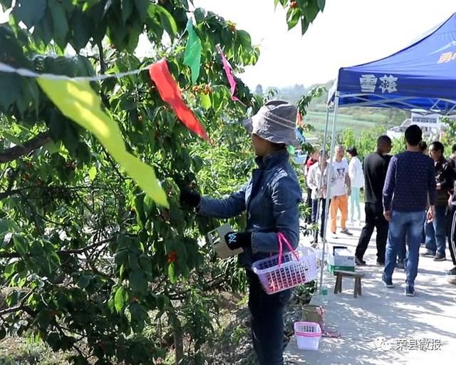 清明小长假,睹花睹人不堵车!赶快约起来荣县乐享田园采摘乐趣!