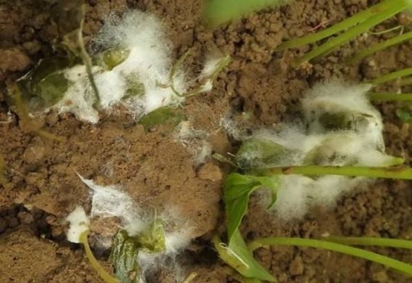 湖北什么时候地震后