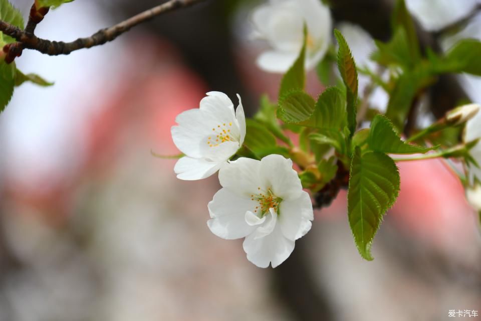 《春之彩》文瀛公园遛个弯!