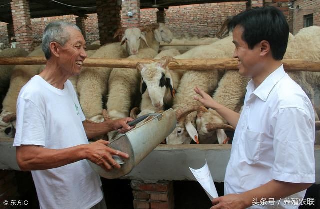 养羊效益提升九项技术，不断学习不断尝试不断总结