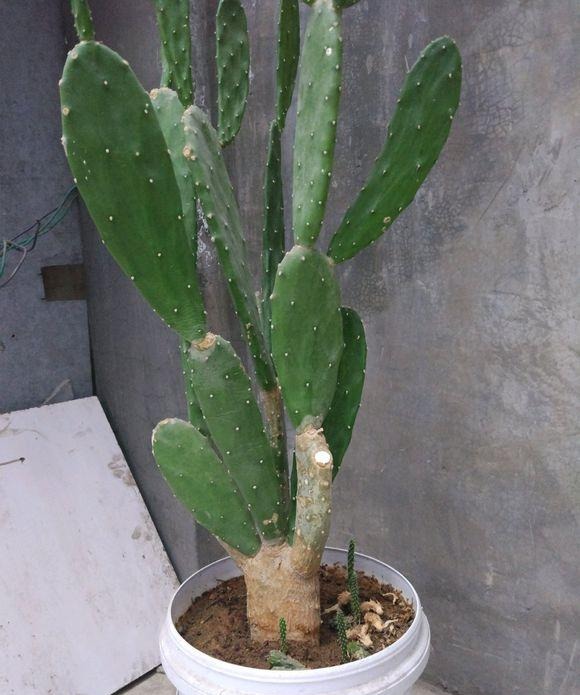 关于新房子的甲醛