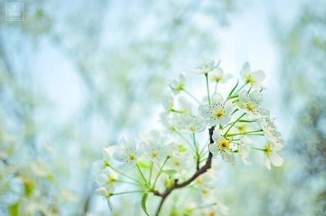 描写梨花的古诗词精选，梨花纷飞盛开在诗词中，值得细细品读