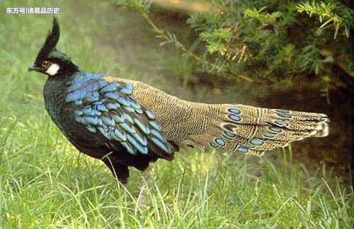 古代有一种动物,皇帝听到它的名字就吓得发抖