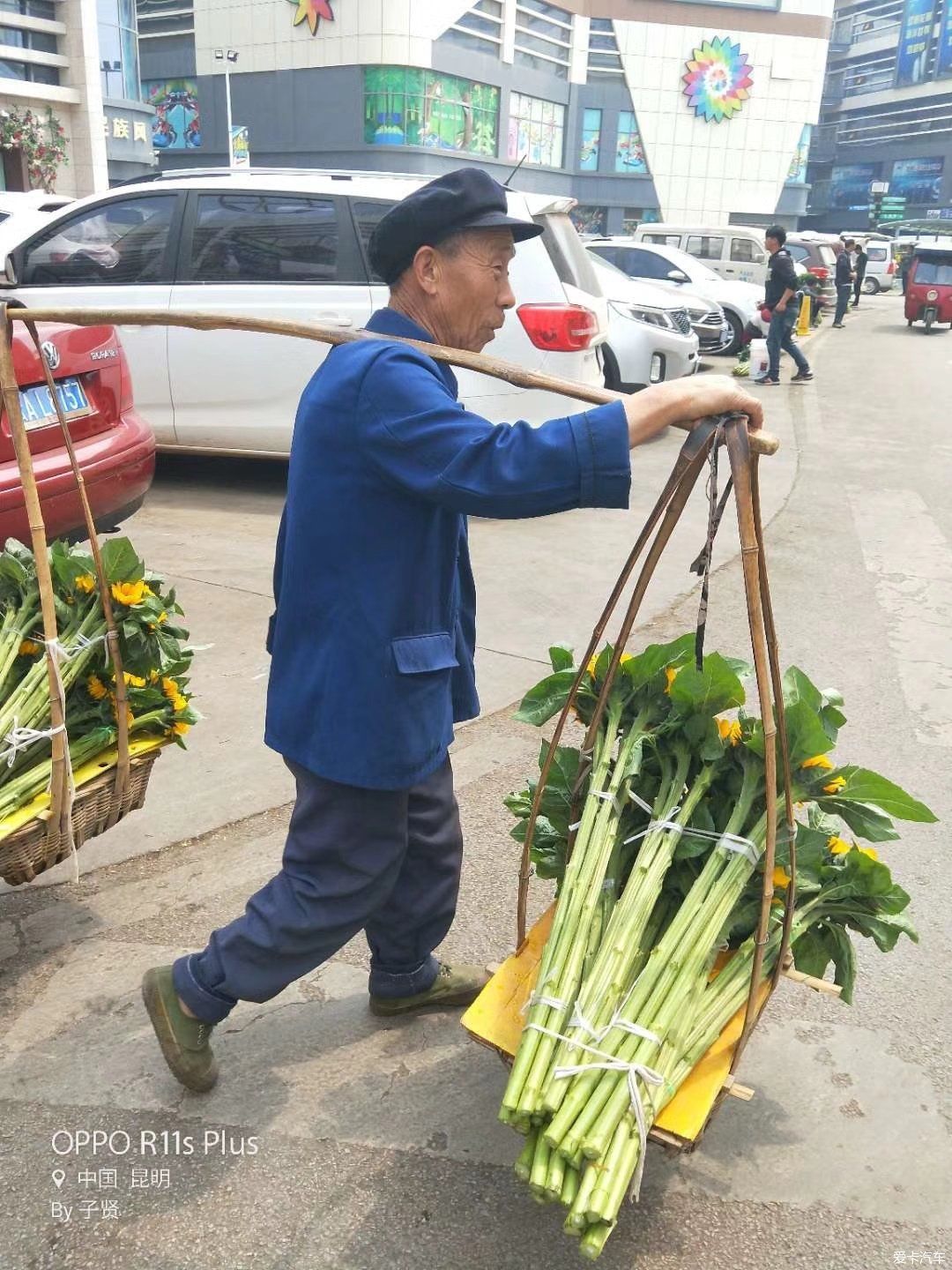 【途观大队】云南斗南花卉市场随手拍