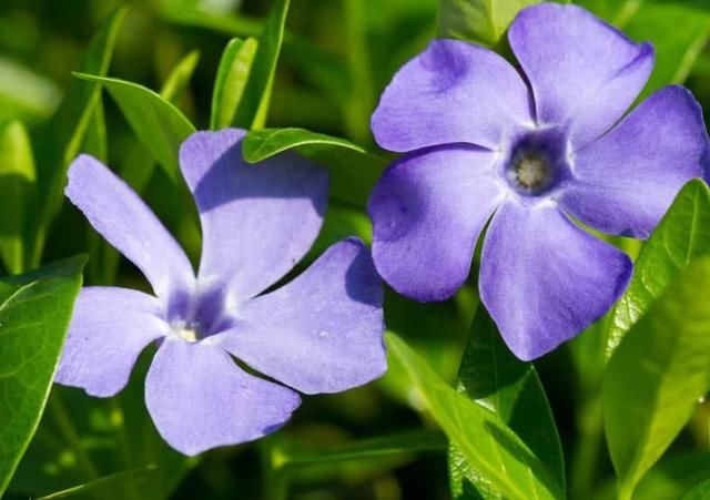 新年祥瑞多，三大生肖3日后发横财喜缠身，发财大满贯，金光耀眼