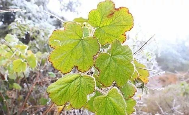 这是贵州最全的冰雪景观！美得有点猝不及防……