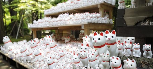 全日本最喜气的寺庙！这里有无数的招财猫亲自坐镇