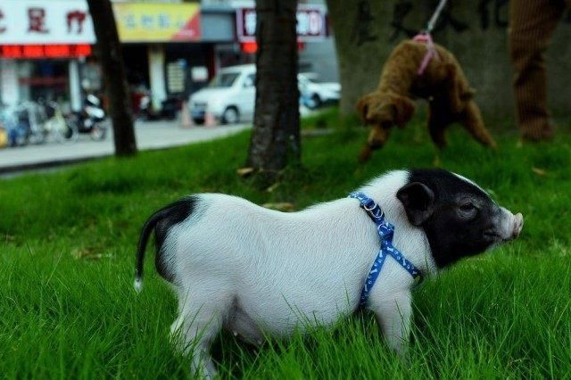 大学女生宿舍养猪,养猪这么火的吗?
