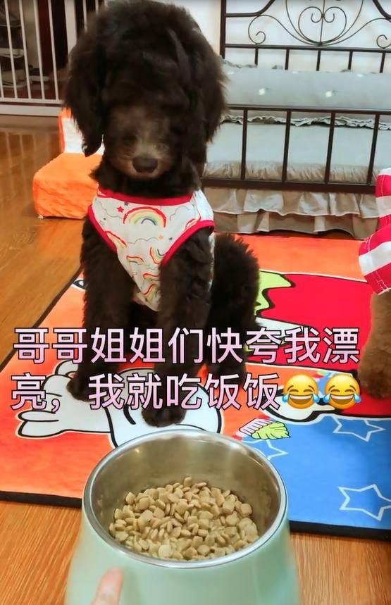 主人教泰迪们学规矩,结果却有一只拖后腿,让