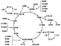 辟谣特工队 | 转基因食物竟然让我多了一段基因?